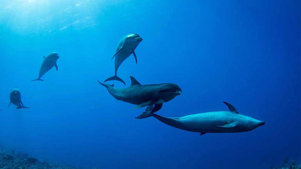 Rangiroa 6 passengers 6 dolphins