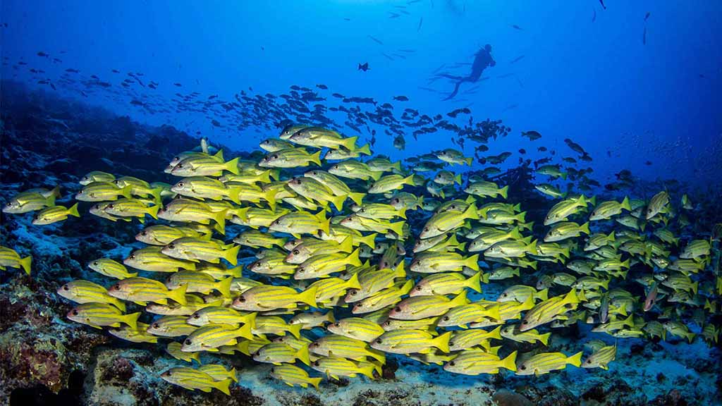 Rangiroa 6 passengers blue line snapper