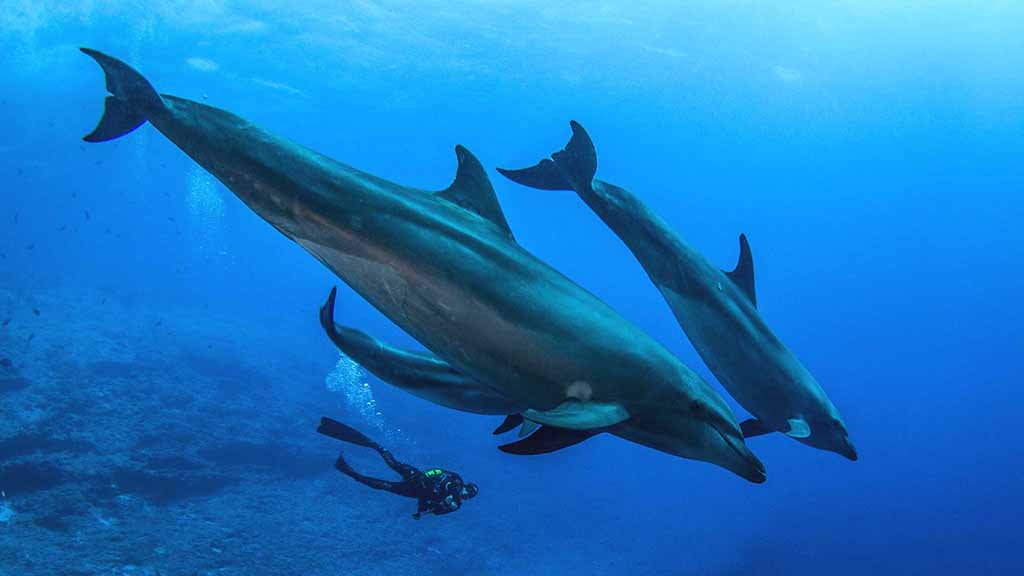 Rangiroa 6 passengers dolphin family