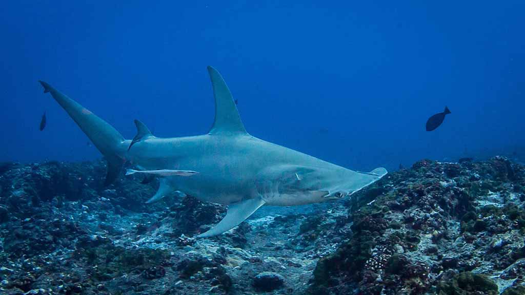 Rangiroa 6 passengers hammerhead