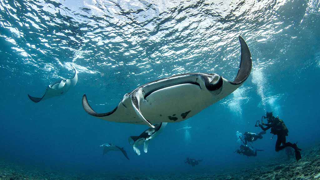 Rangiroa 6 passengers mantas