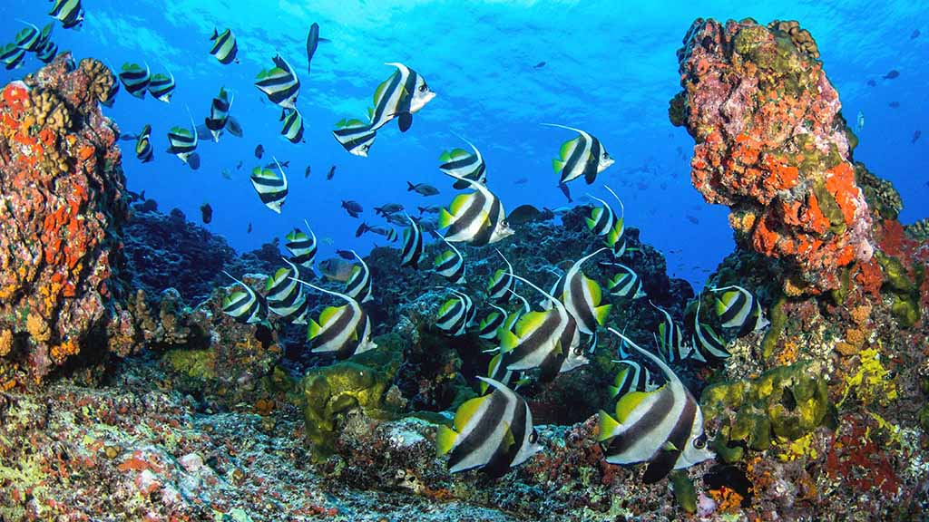 Rangiroa 6 passengers moorish idols