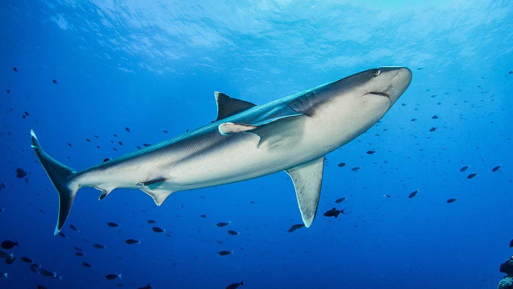 Rangiroa 6 passengers white tip reef shark