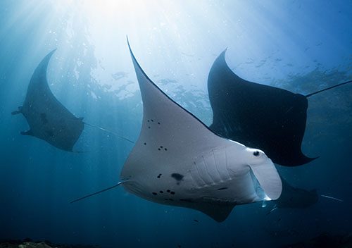 Spums 2025 bali manta point shutterstock 756498115 500