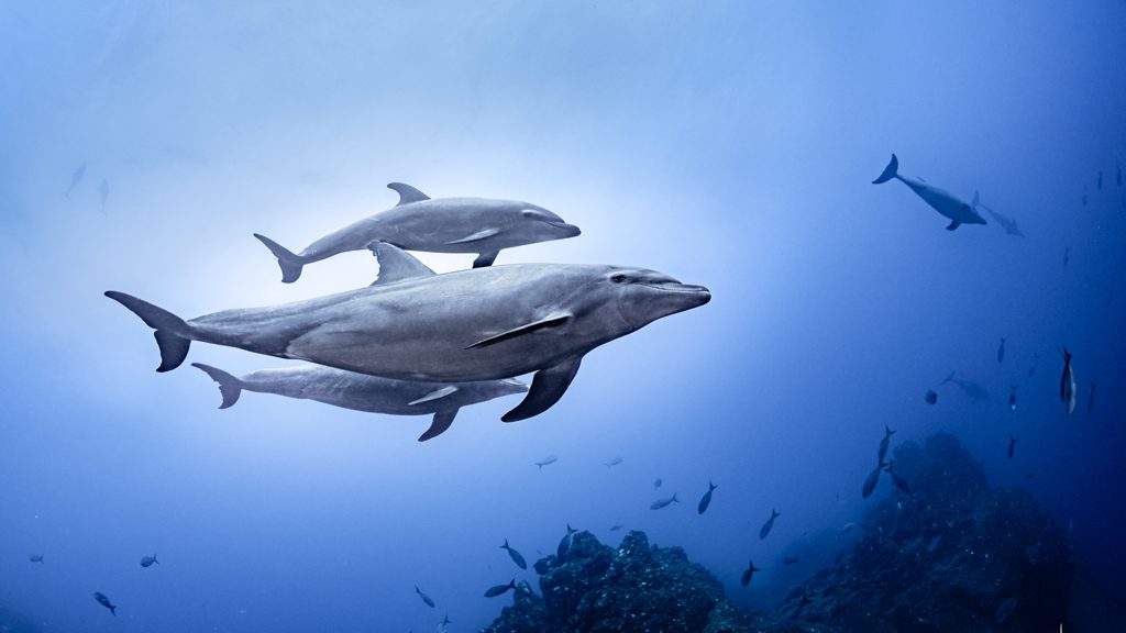 38 solmar v liveaboard socorro islands mexico dolphins