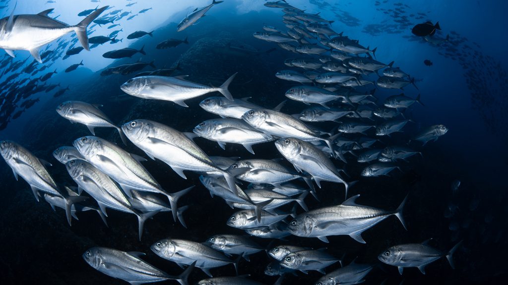 41 solmar v liveaboard socorro islands mexico school of fish