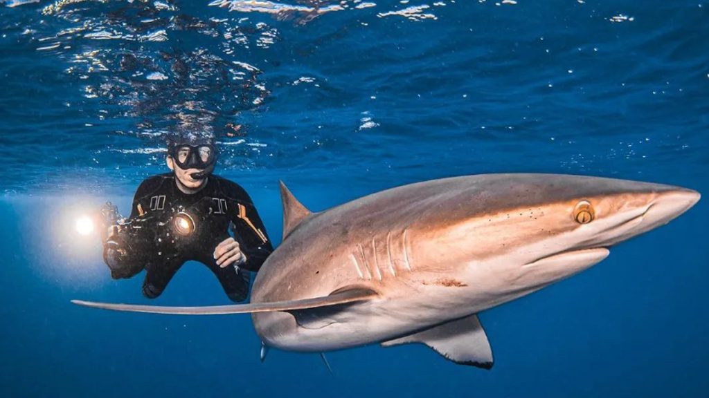 43 solmar v liveaboard socorro islands mexico diver and shark