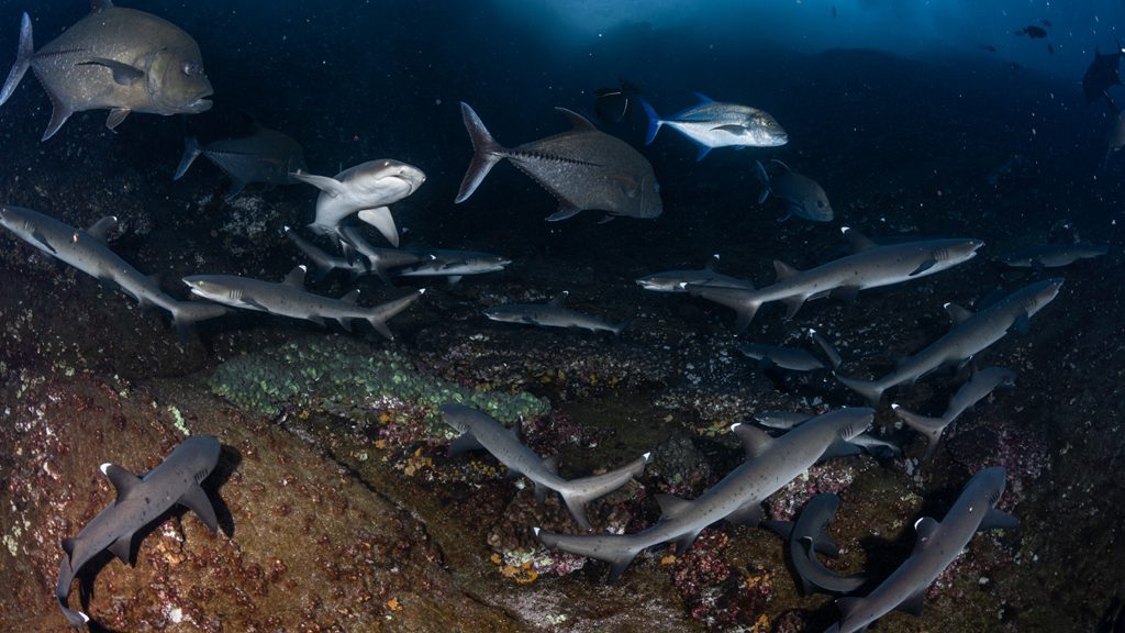 44 solmar v liveaboard socorro islands mexico sharks