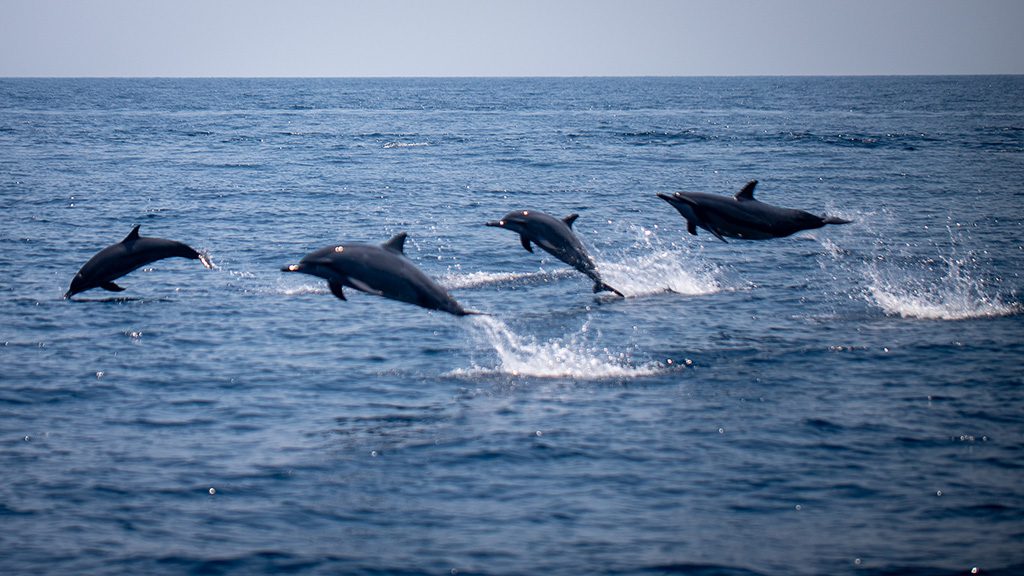 Dive timor leste dolphins milosz 1024