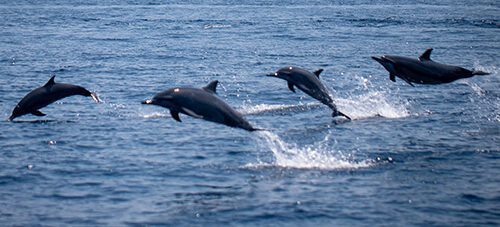 Go Diving Show Special: 20% off Timor Leste