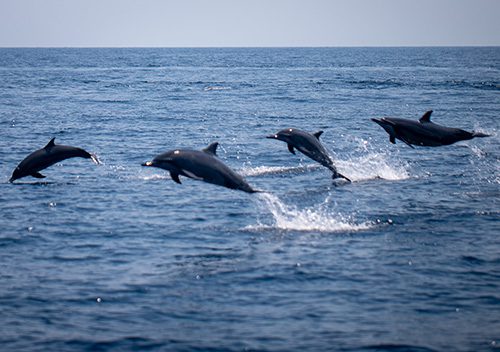 Dive timor leste dolphins milosz sp500