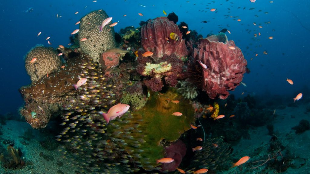 Dive timor leste mauberra don 1024