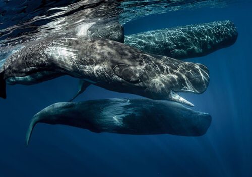 Sperm whale family shutterstock 504379975 special