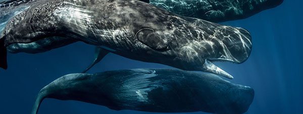 Last Minute Special: Dive Timor Leste this Whale Season