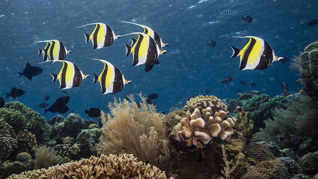 11 bastianos bunaken north sulawesi indonesia moorish idols