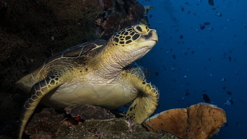 12 bastianos bunaken north sulawesi indonesia turtle