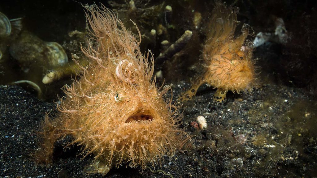 12 bastianos froggies lembeh indonesia striated frogfish