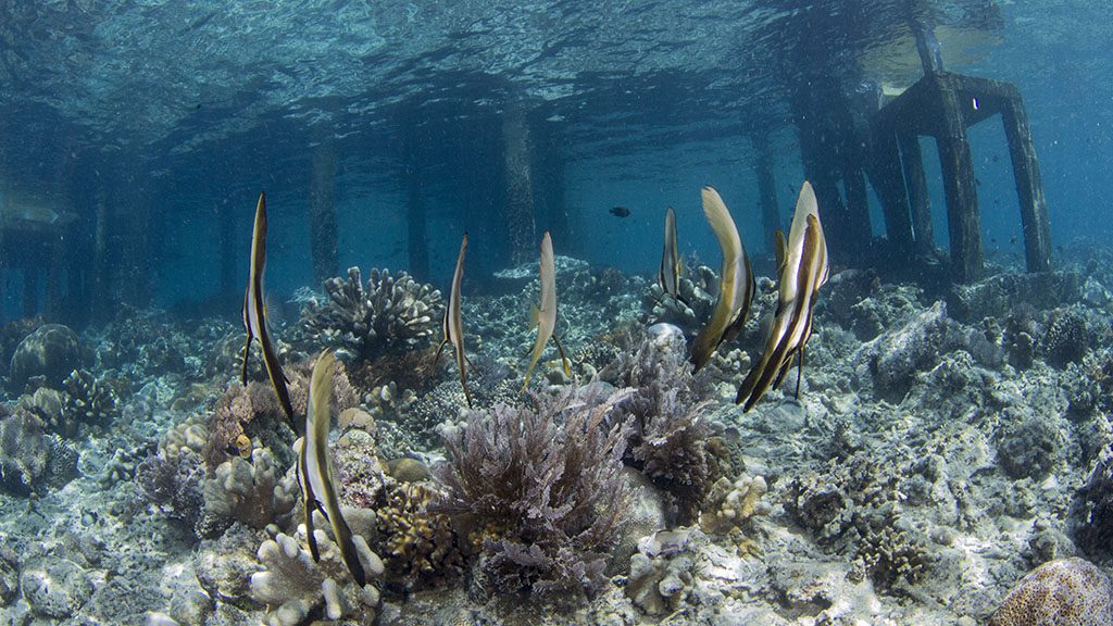 13 bastianos bangka north sulawesi indonesia batfish under jetty