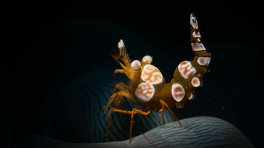 13 bastianos froggies lembeh indonesia shrimp