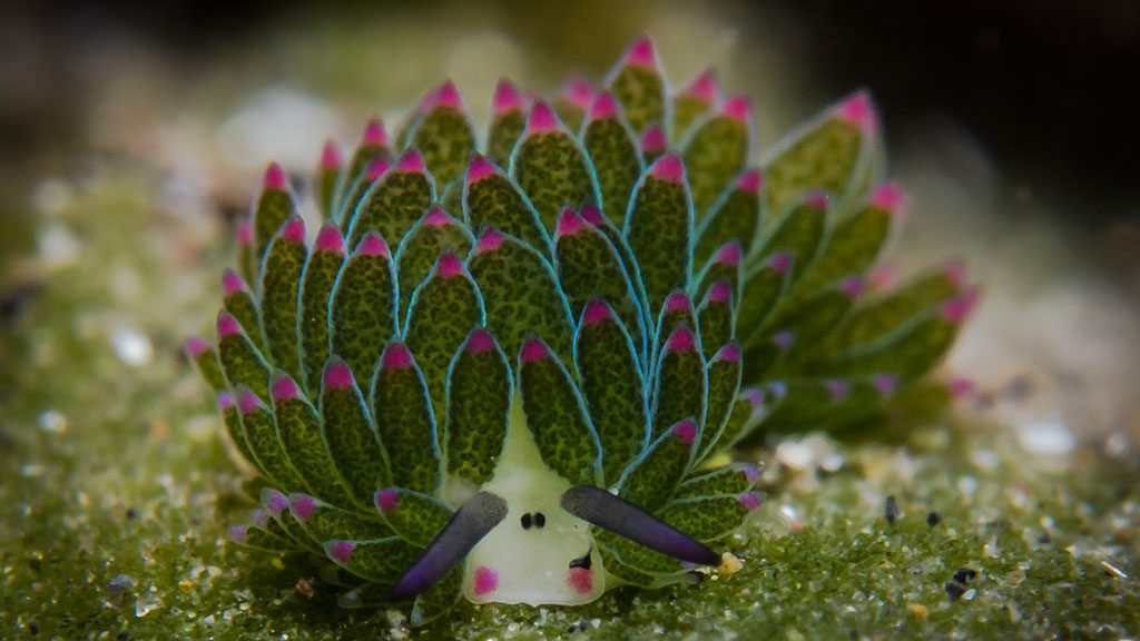 14 bastianos froggies lembeh indonesia shawnthesheep nudibranch