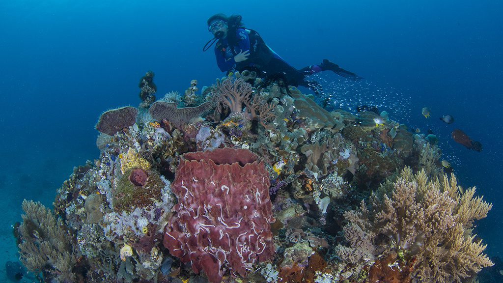 15 bastianos bangka north sulawesi indonesia diver sponge