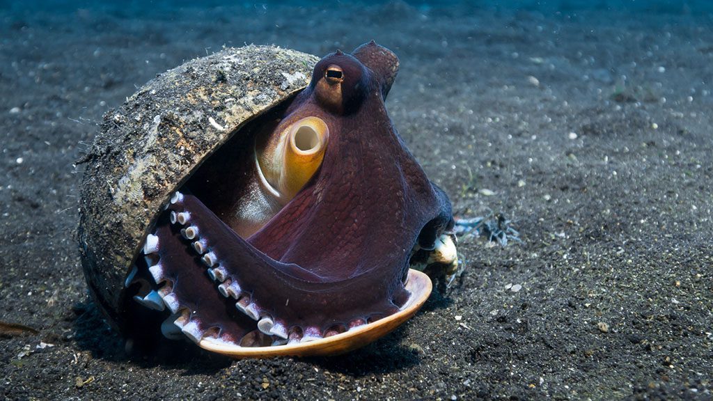 15 bastianos froggies lembeh indonesia coconut octopus