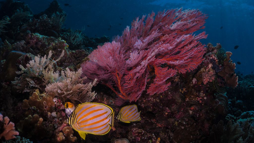 16 bastianos bangka north sulawesi indonesia soft coral butterflyfish