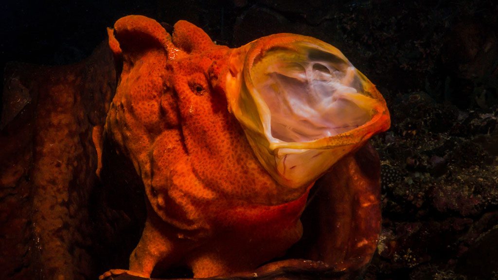 16 bastianos bunaken north sulawesi indonesia red frogfish