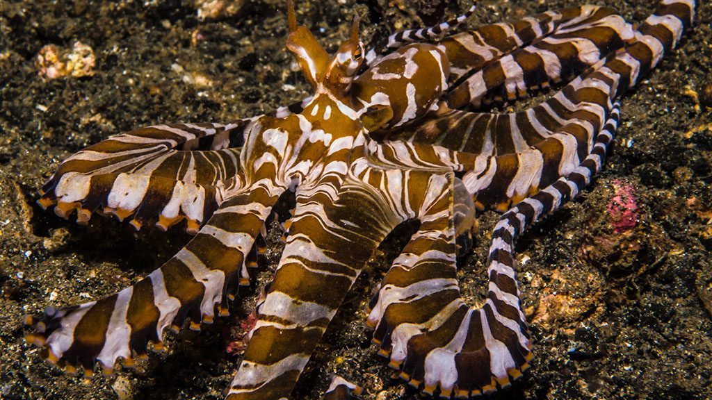 16 bastianos froggies lembeh indonesia wunderpus