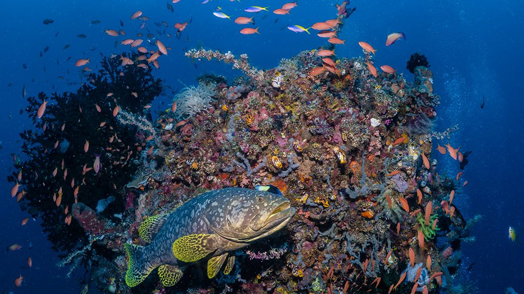 17 bastianos bangka north sulawesi indonesia grouper anthias