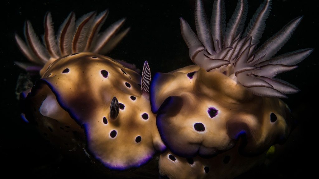 17 bastianos bunaken north sulawesi indonesia nudibranchs