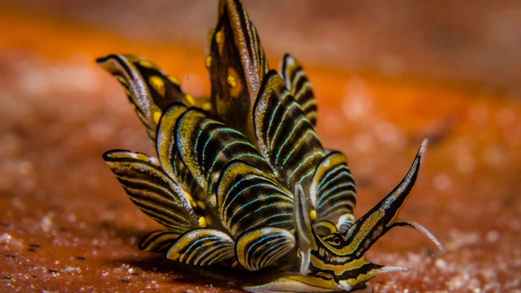 17 bastianos froggies lembeh indonesia nudibranch