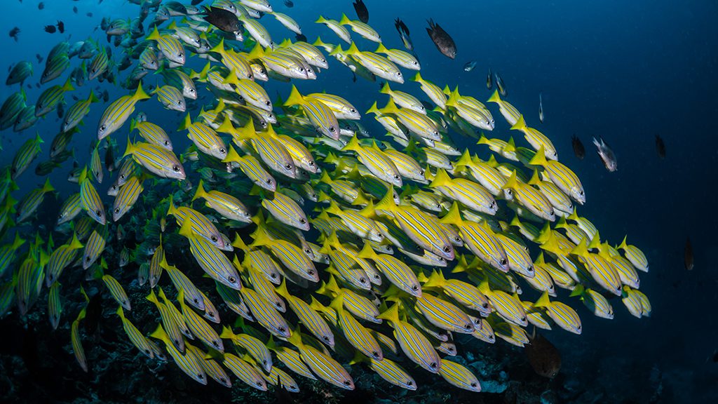 18 bastianos bangka north sulawesi indonesia blueline snapper