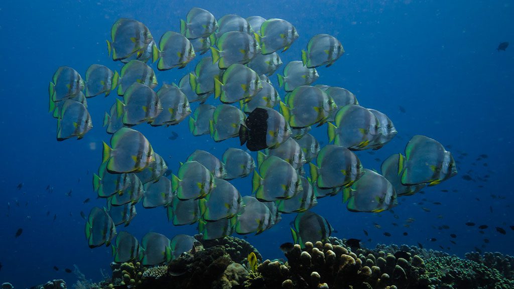 18 bastianos bunaken north sulawesi indonesia batfish