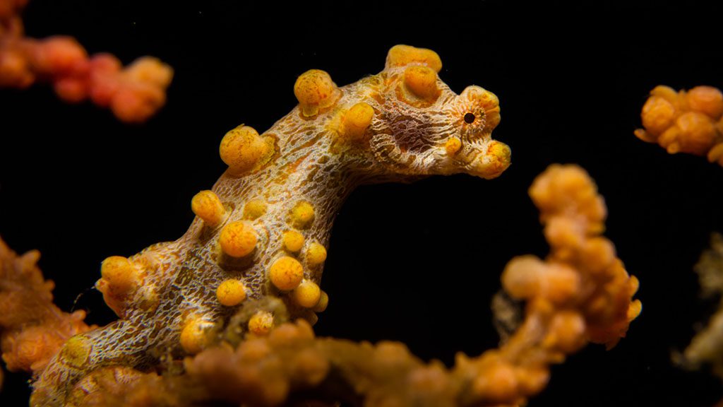 18 bastianos froggies lembeh indonesia pygmy seahorse