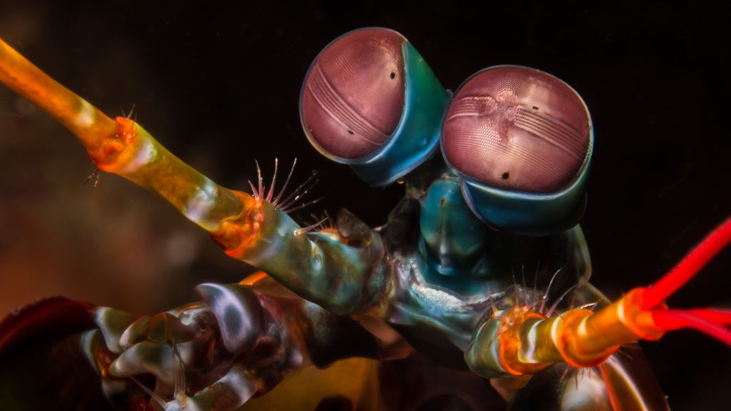 19 bastianos froggies lembeh indonesia mantis shrimp