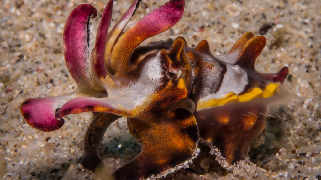 20 bastianos froggies lembeh indonesia flamboyant cuttlefish