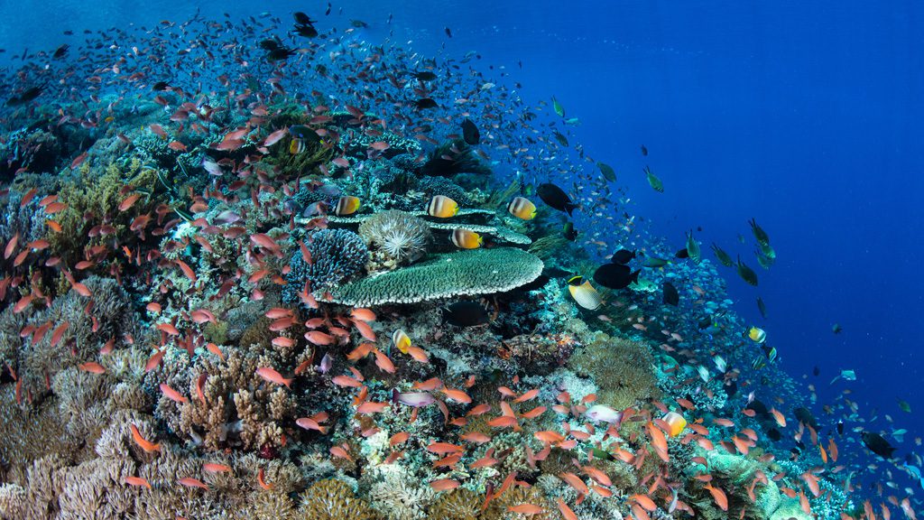 26 alor tanapi east nusa tenggara indonesia alor reef 2