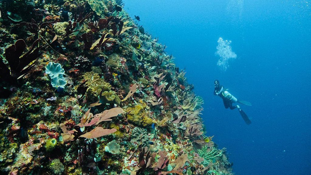 27 alor tanapi east nusa tenggara indonesia alor reef 3