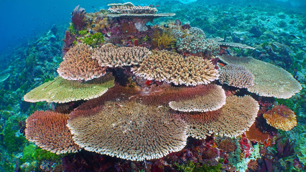 36 alor tanapi east nusa tenggara indonesia alor reef corals