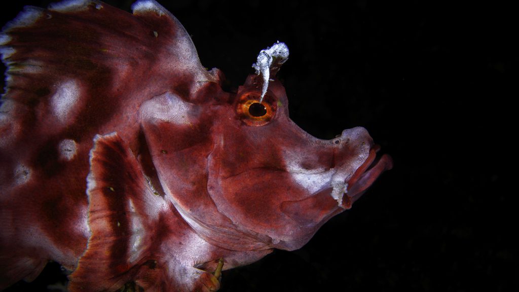 38 alor tanapi east nusa tenggara indonesia alor reef paddleflap