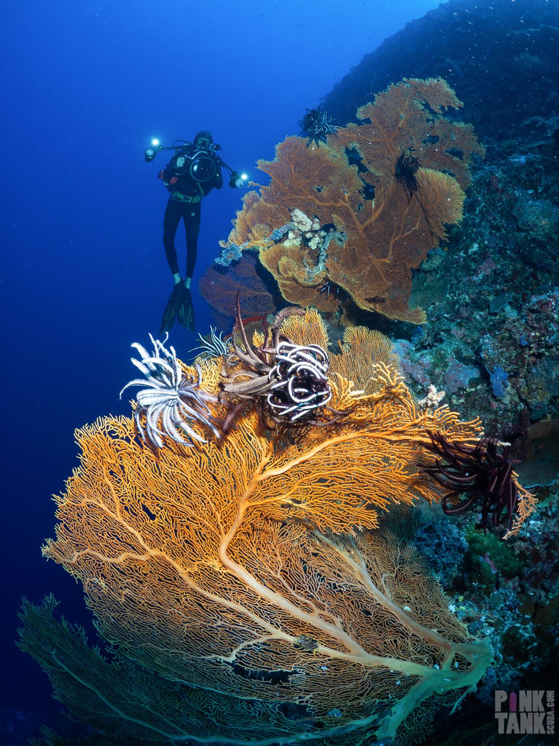 Credit pt hirschfield caption diver photographing fans portrait palau logo