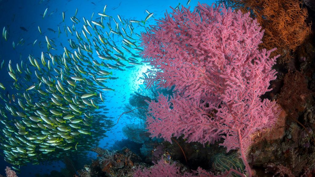 Mermaid liveaboards raja ampat andiamo 1024x683 1