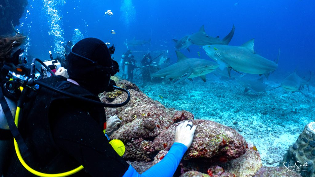 14 barefoot kuata island resort yasawa fiji awakening shark dive 2