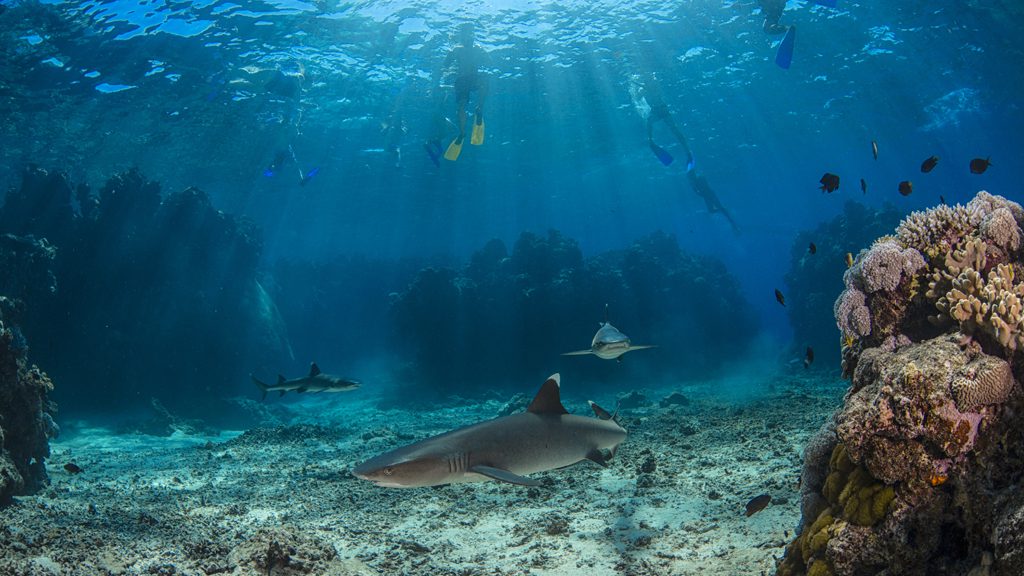 19 barefoot kuata island resort yasawa fiji snorkelling with sharks 3