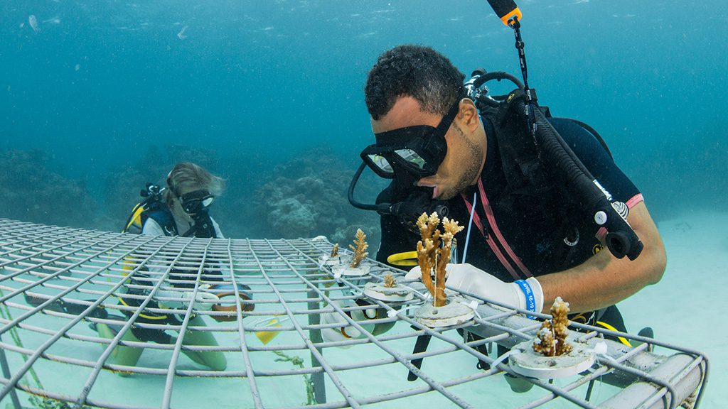 22 barefoot manta resort yasawa islands fiji divers and corals