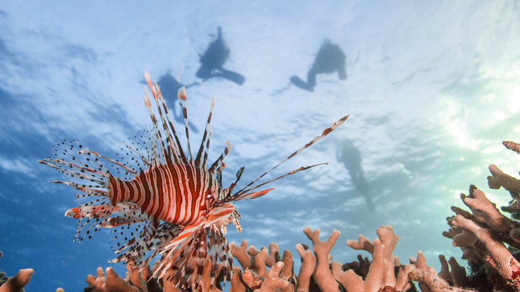 23 barefoot manta resort yasawa islands fiji divers and corals 2