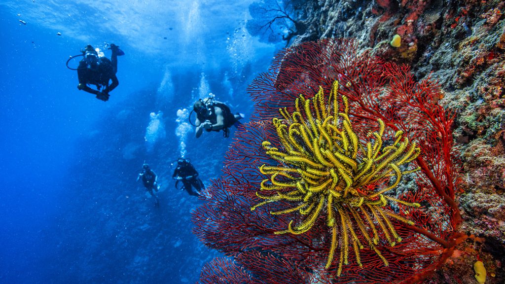 24 barefoot manta resort yasawa islands fiji divers and corals 3
