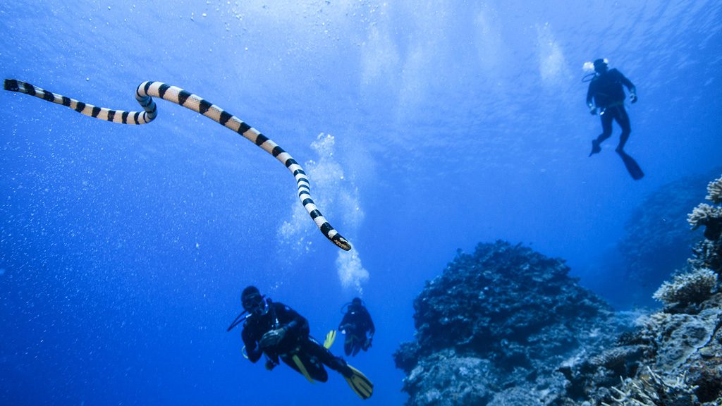 25 barefoot manta resort yasawa islands fiji divers and corals 4