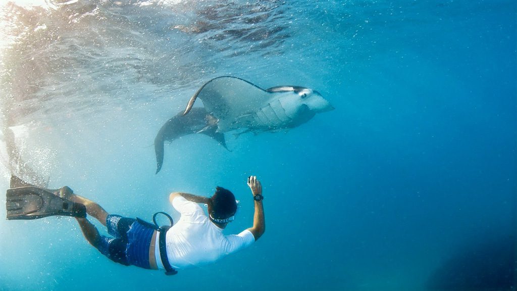 27 barefoot manta resort yasawa islands fiji divers and mantaray 2